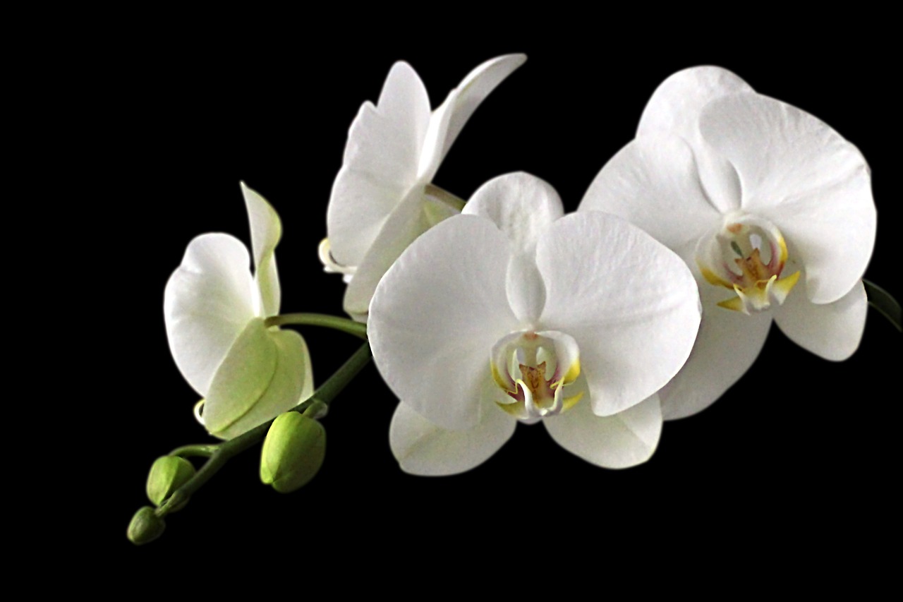 orchid meadow orchid white free photo