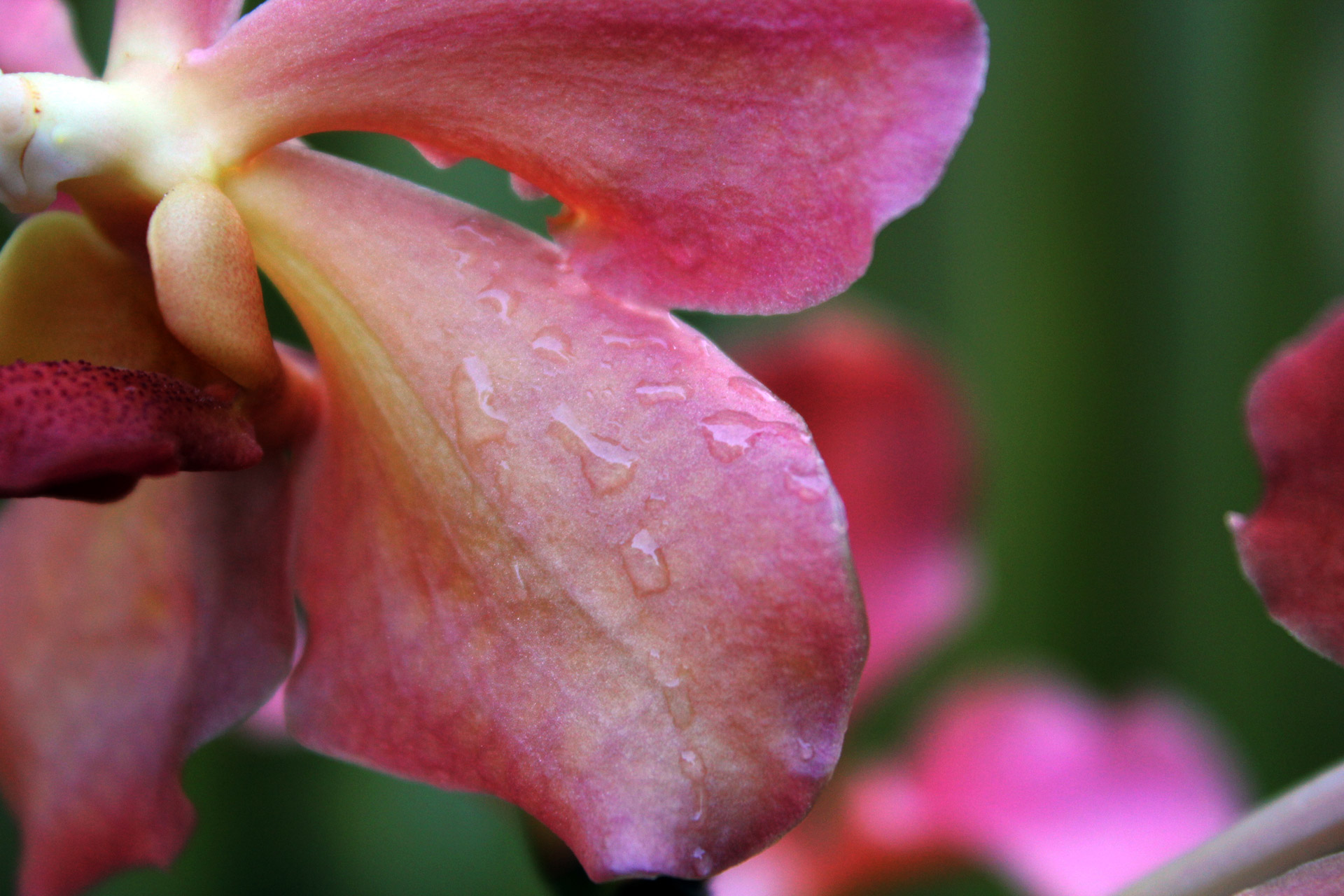 orchid flower water drops free photo