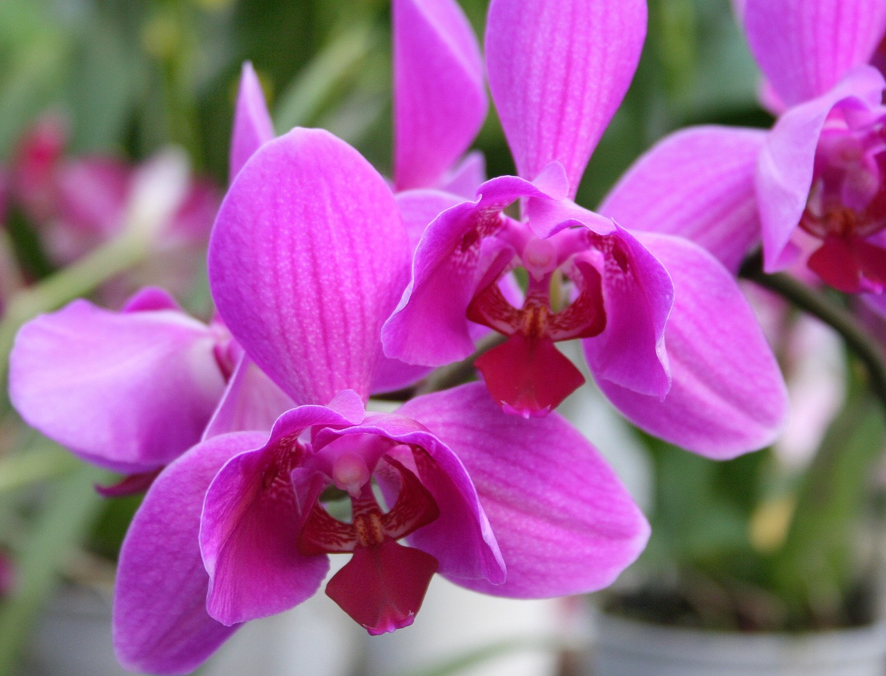 orchid pink orchids pink free photo