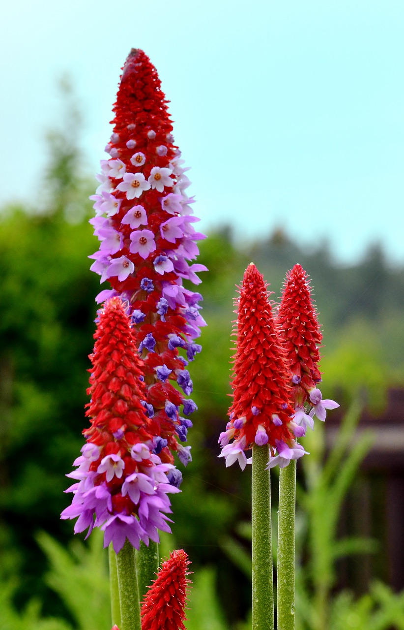 orchid primrose  blossom  bloom free photo