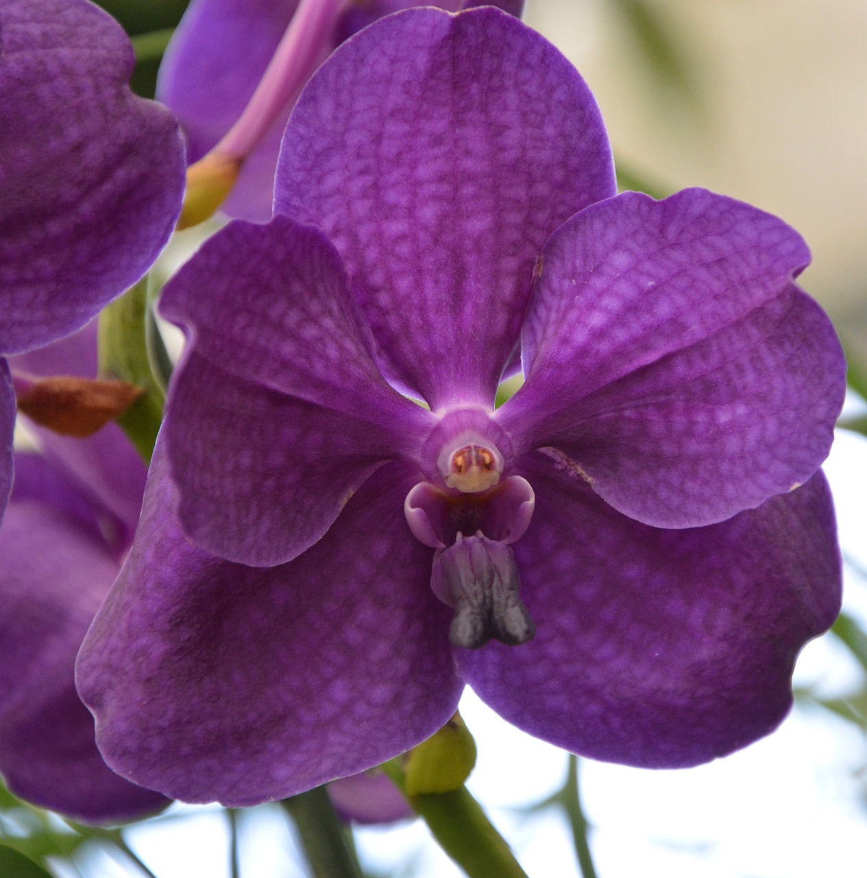 orchid purple flower exotic free photo