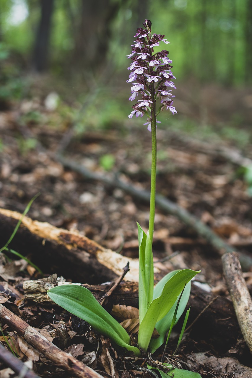 orchid purple  orchid  flower free photo