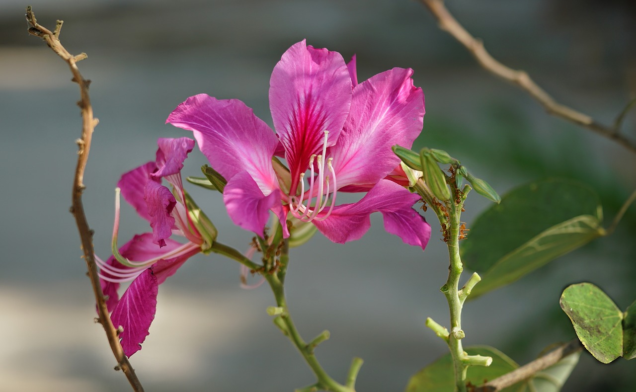 Orchid tree, purple bauhinia, camel’s foot, butterfly tree, hawaiian