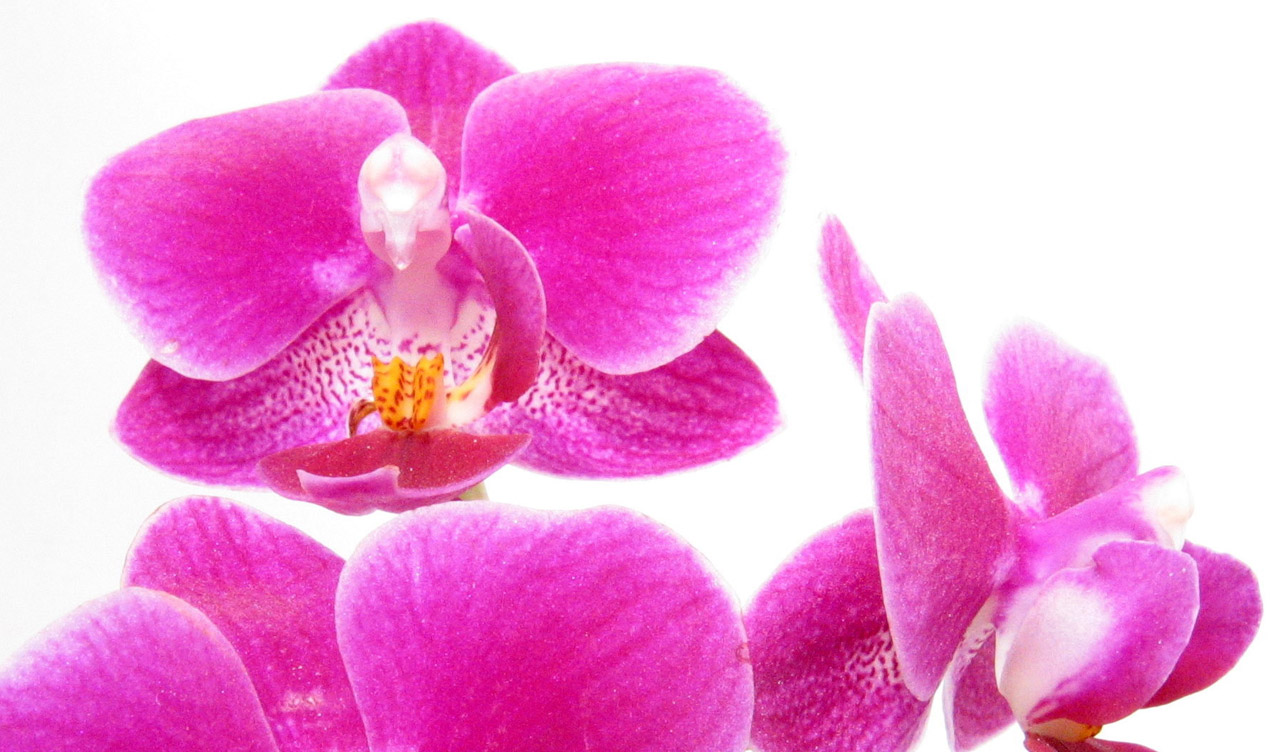 orchid flower purple free photo