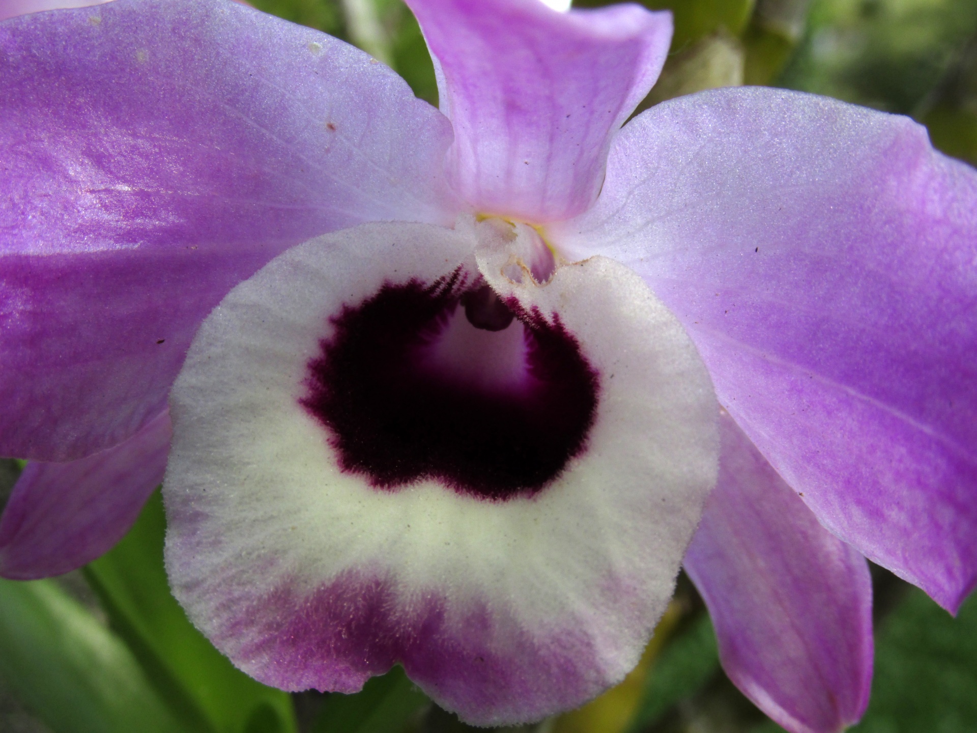 orchid macro violet free photo