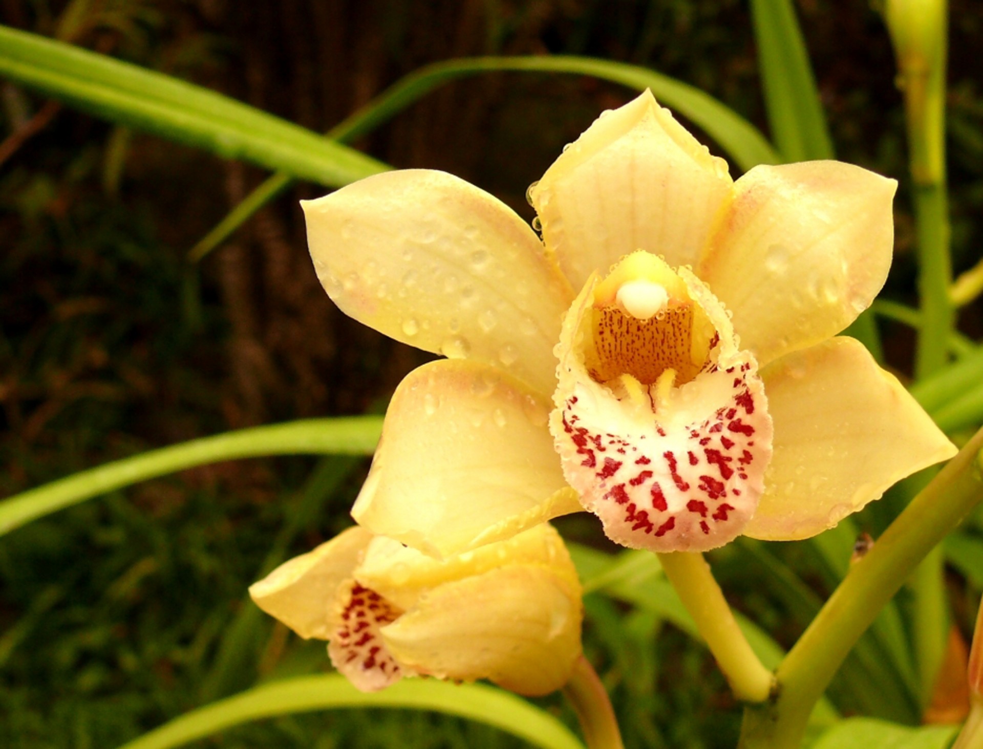 orchid flower flora free photo