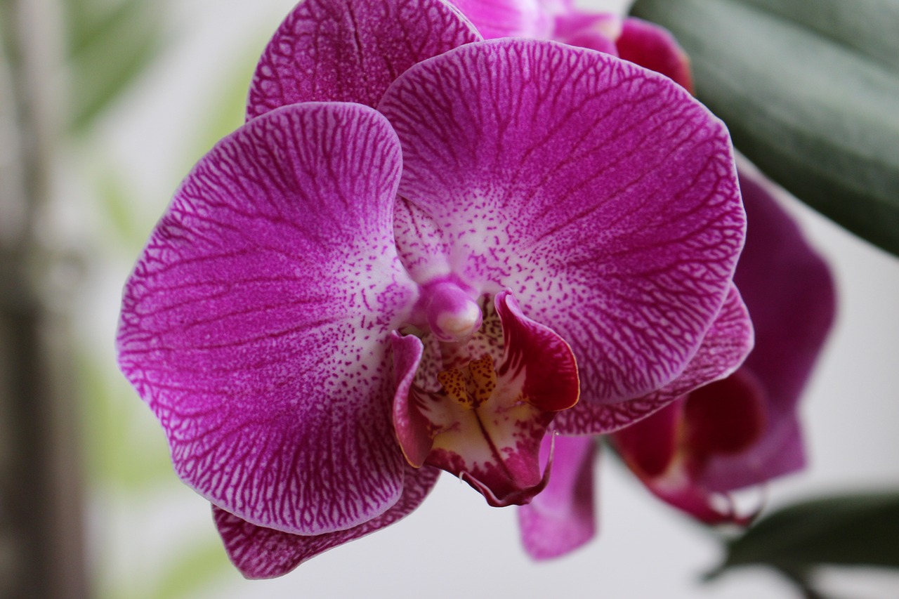 orchidea flower plant free photo