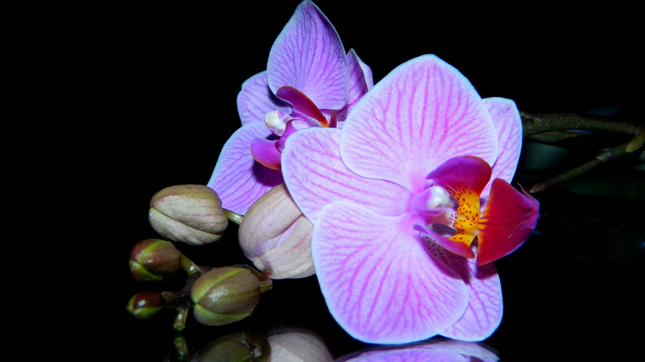orchidea purple flower free photo