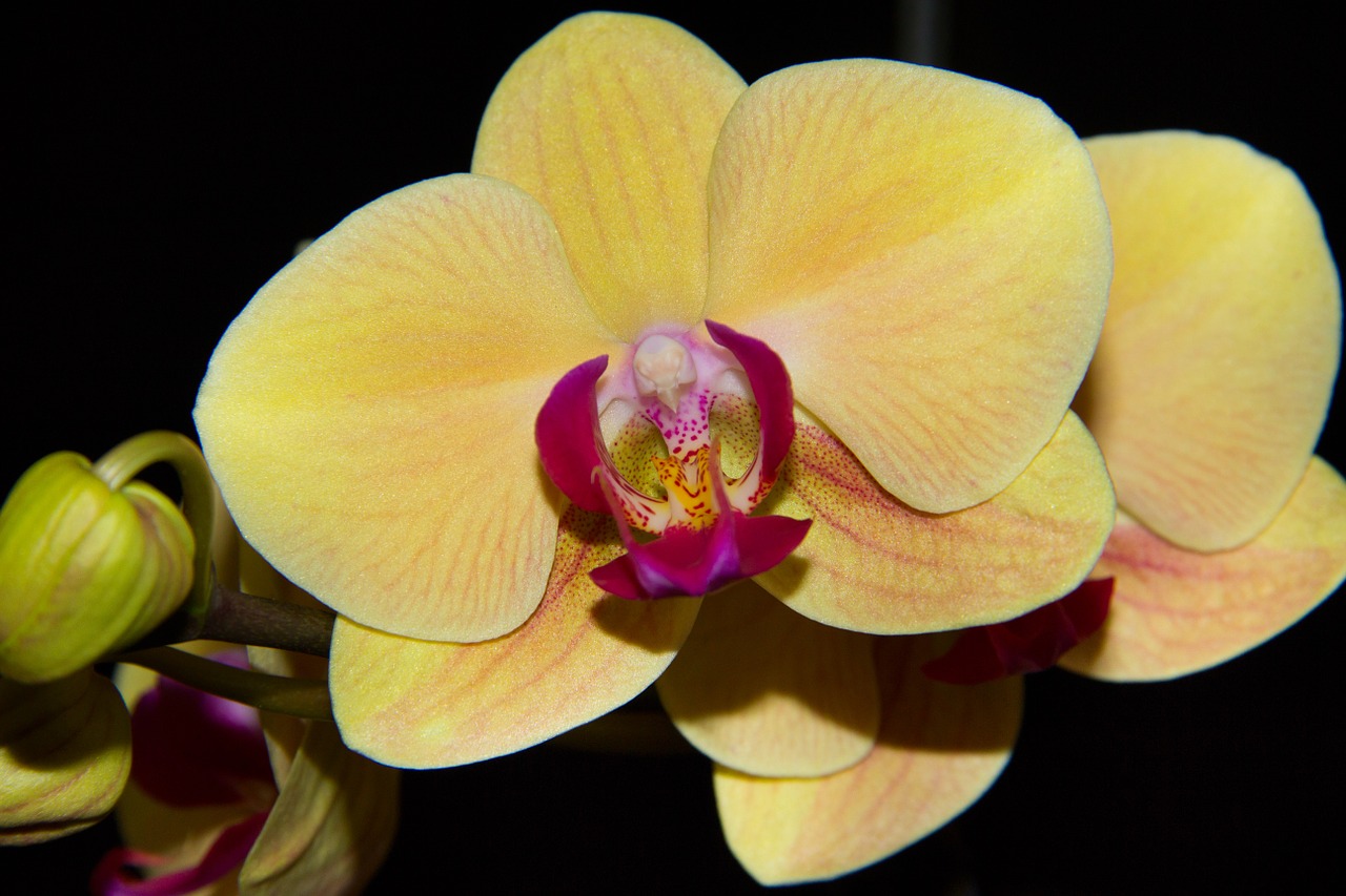 orchidea yellow flower free photo