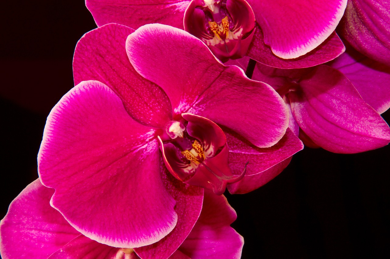 orchidea purple detail free photo
