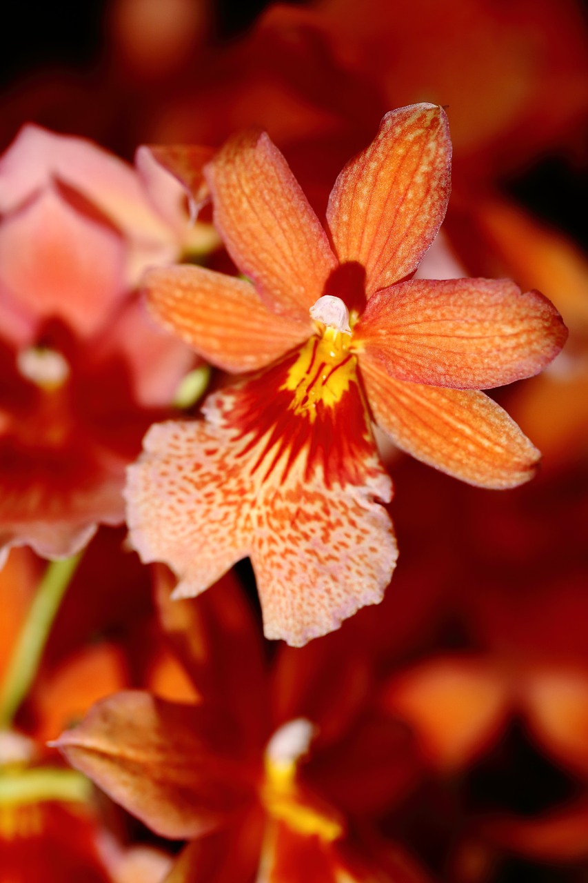 orchidea flower flowers free photo
