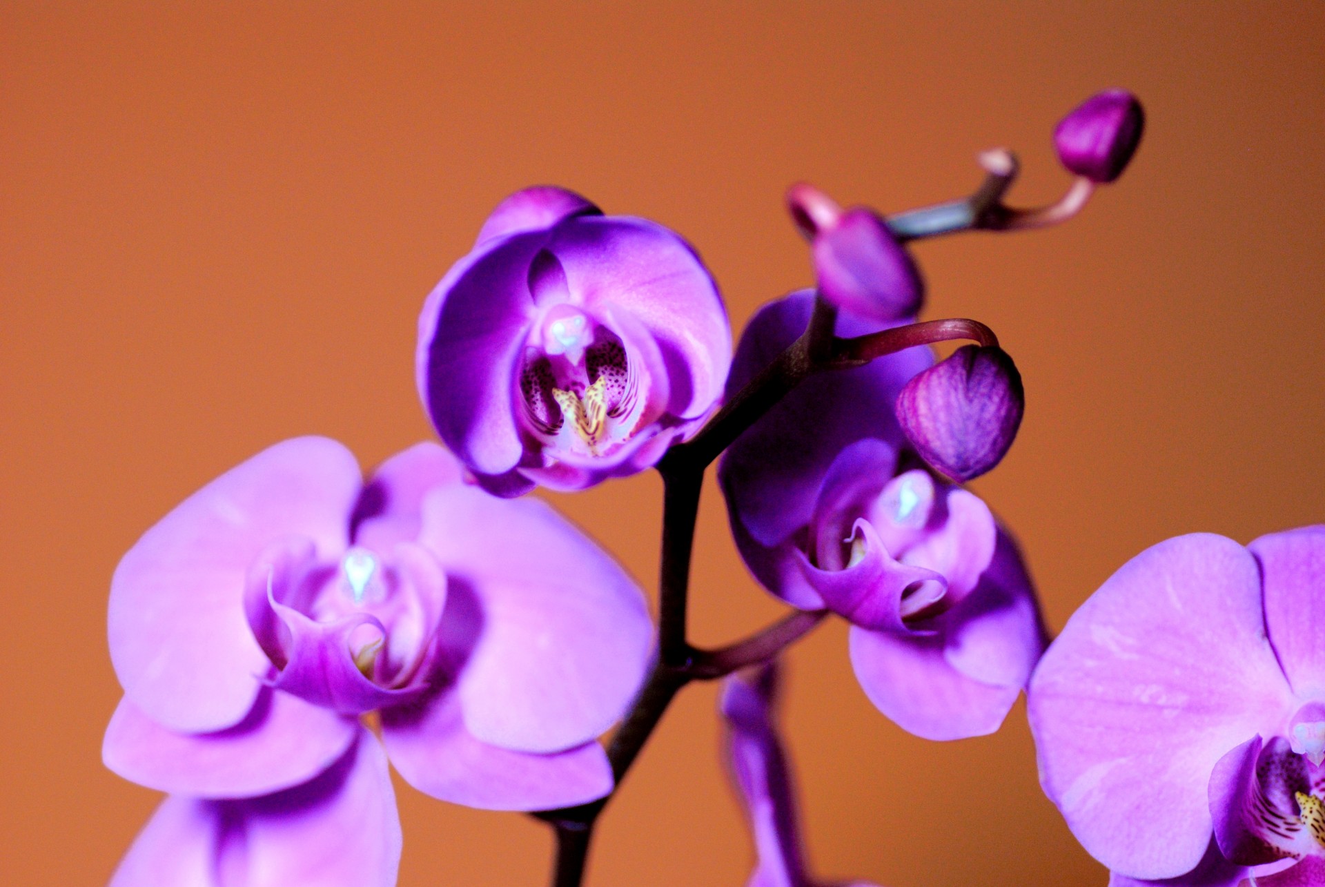 orchid purple flower free photo