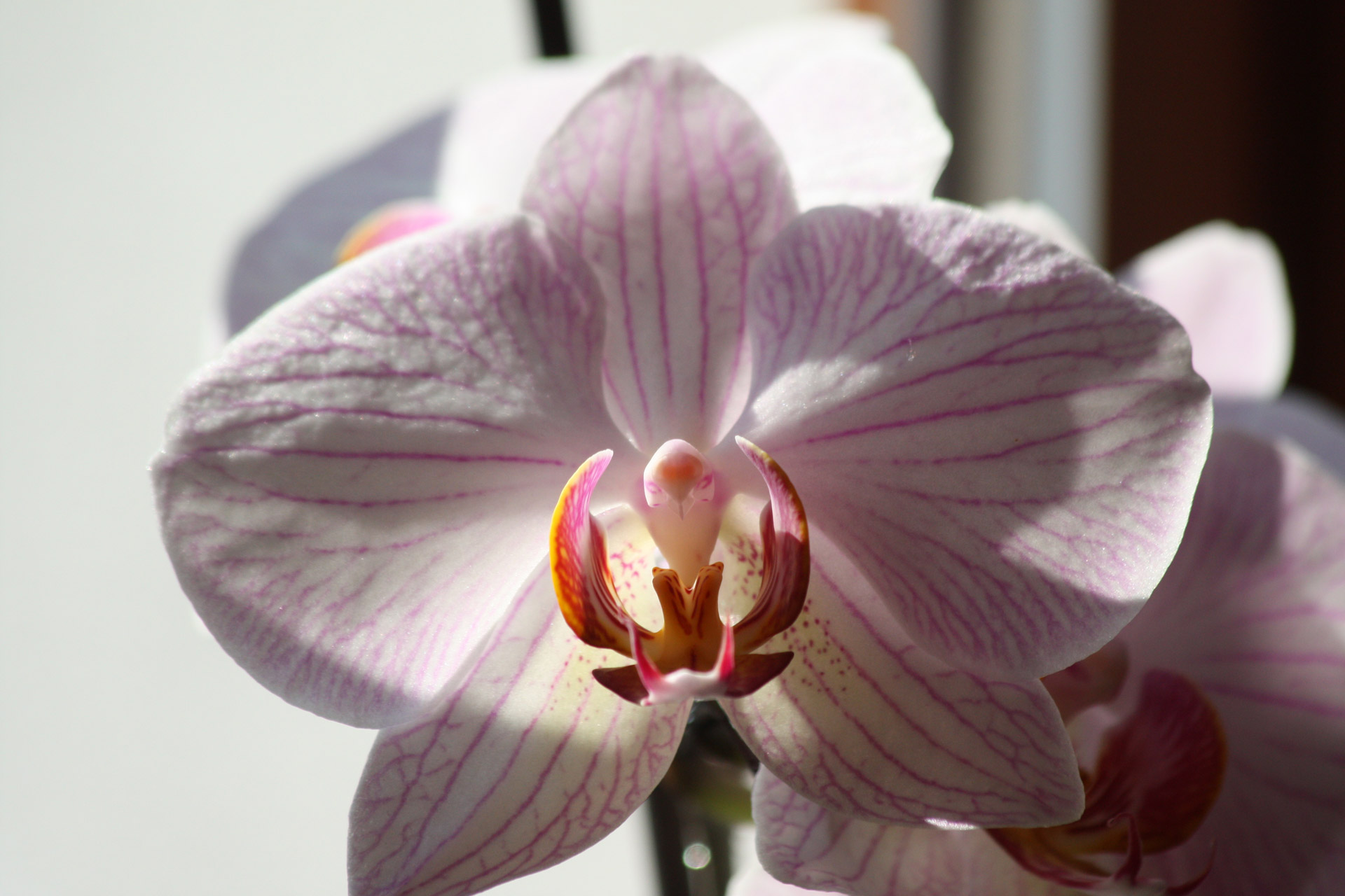 flower sun orchid free photo