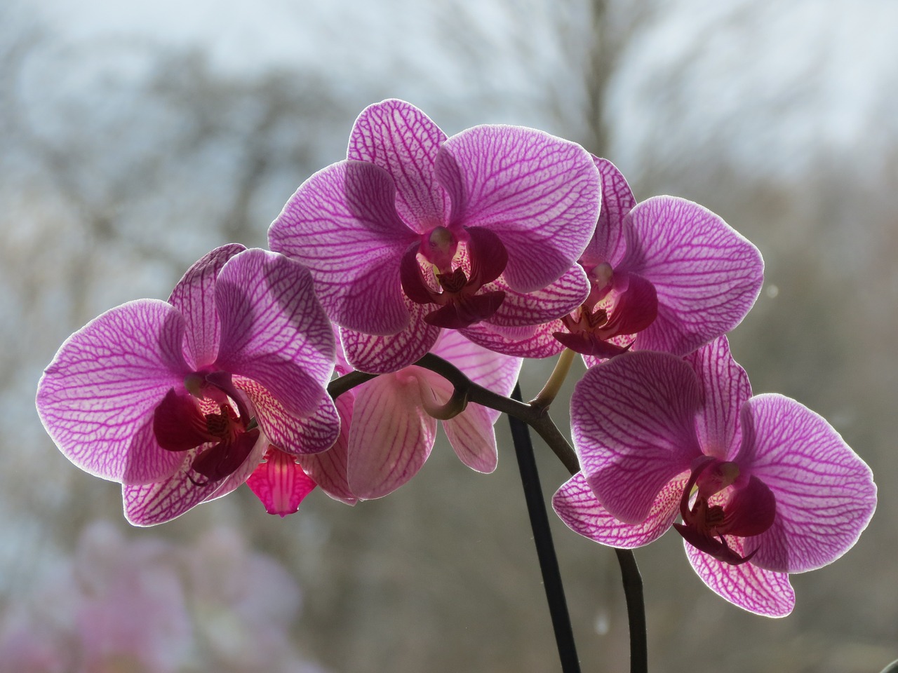 orchideae houseplants blossom free photo