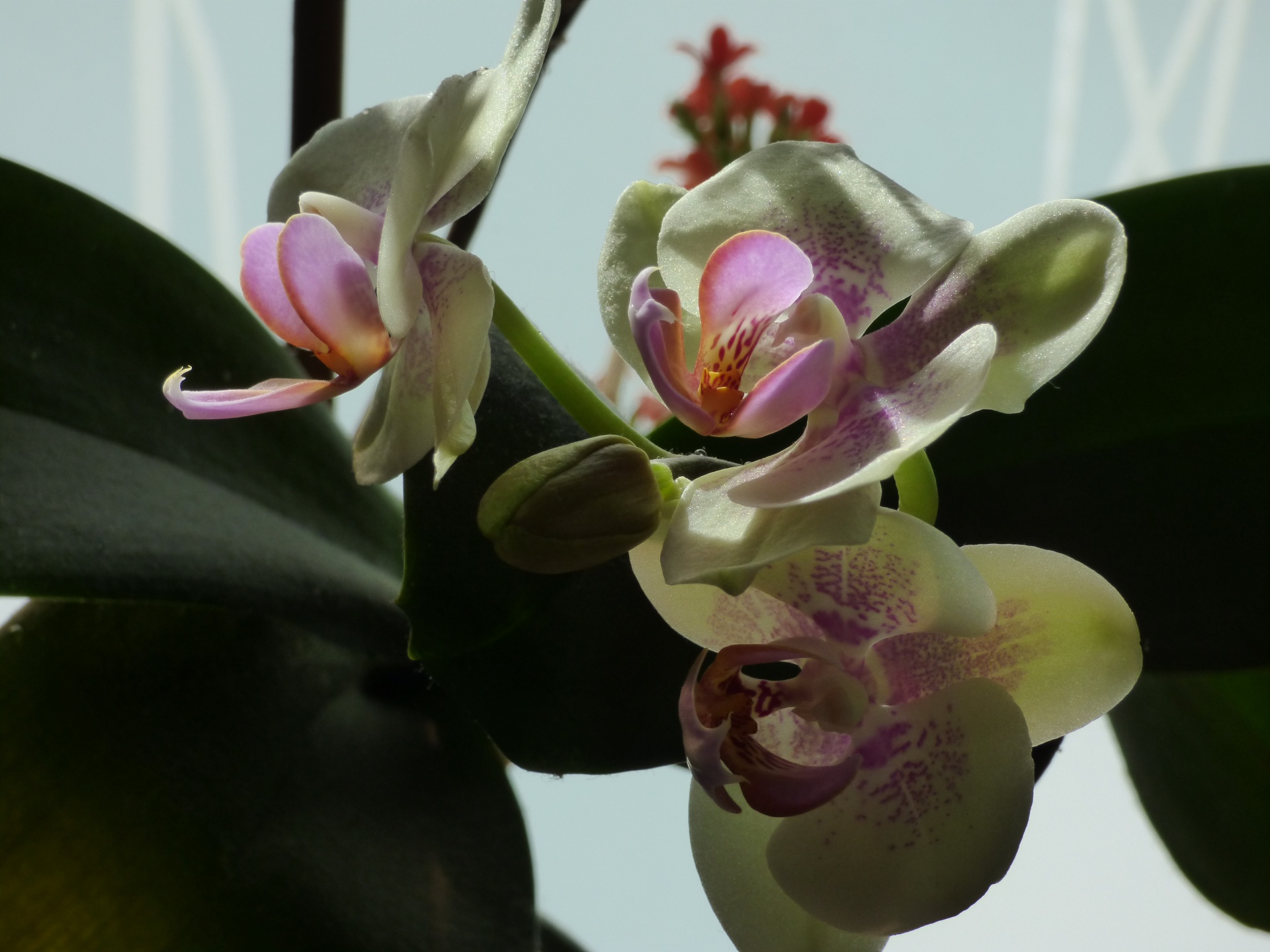 orchid flower plant free photo