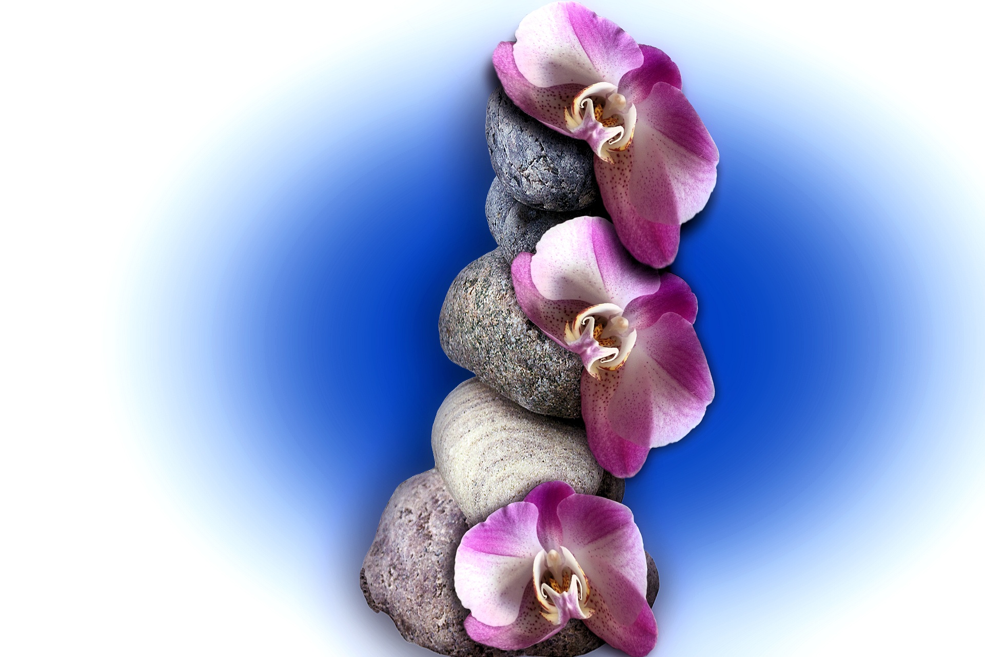 orchid balance stones free photo