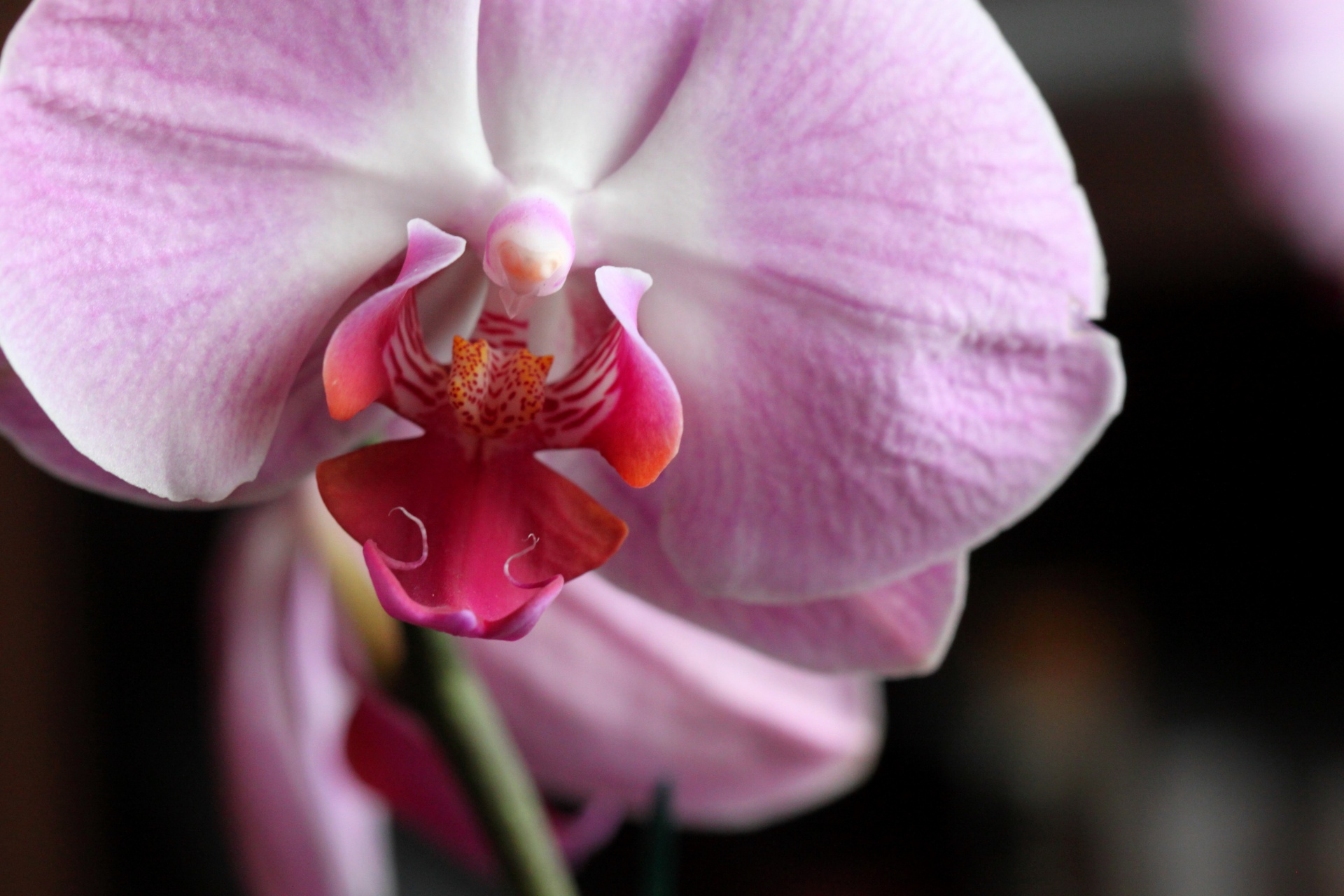 orchid heart flower free photo