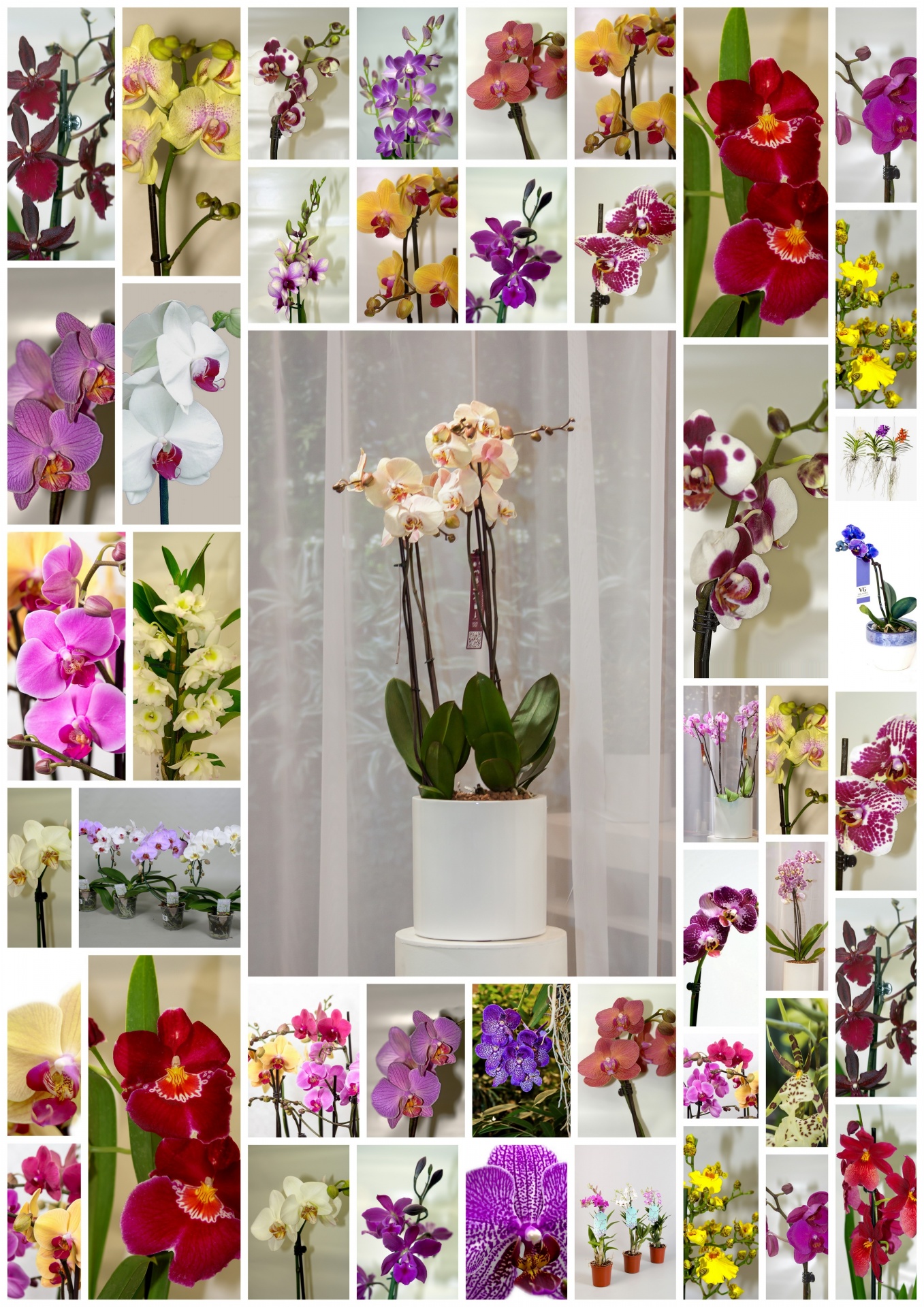 orchids varieties flowers free photo