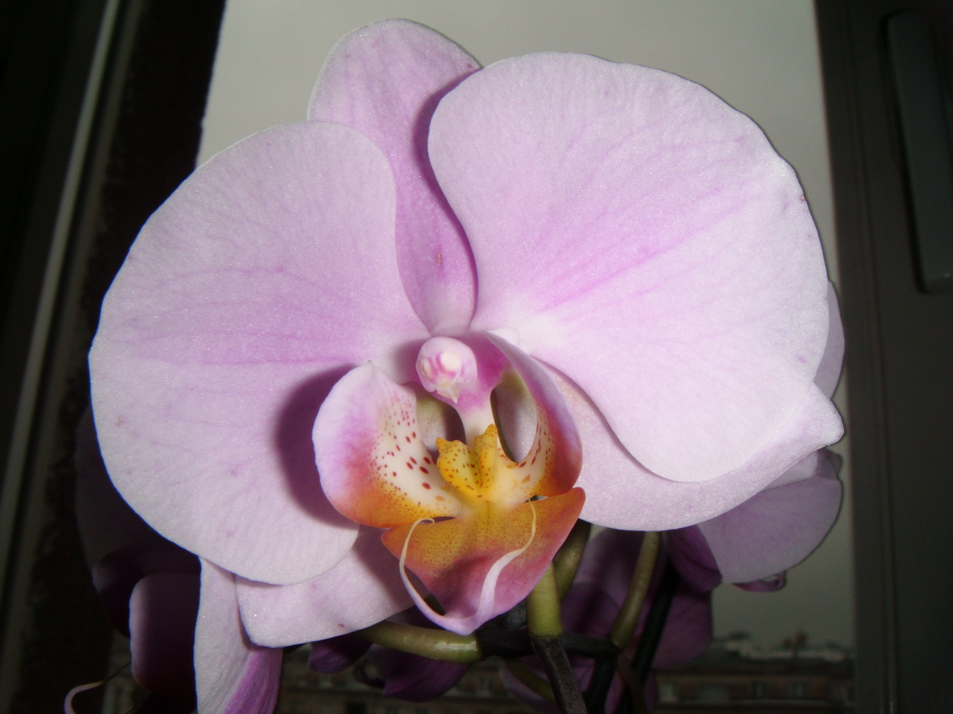 orchid pink bloom free photo
