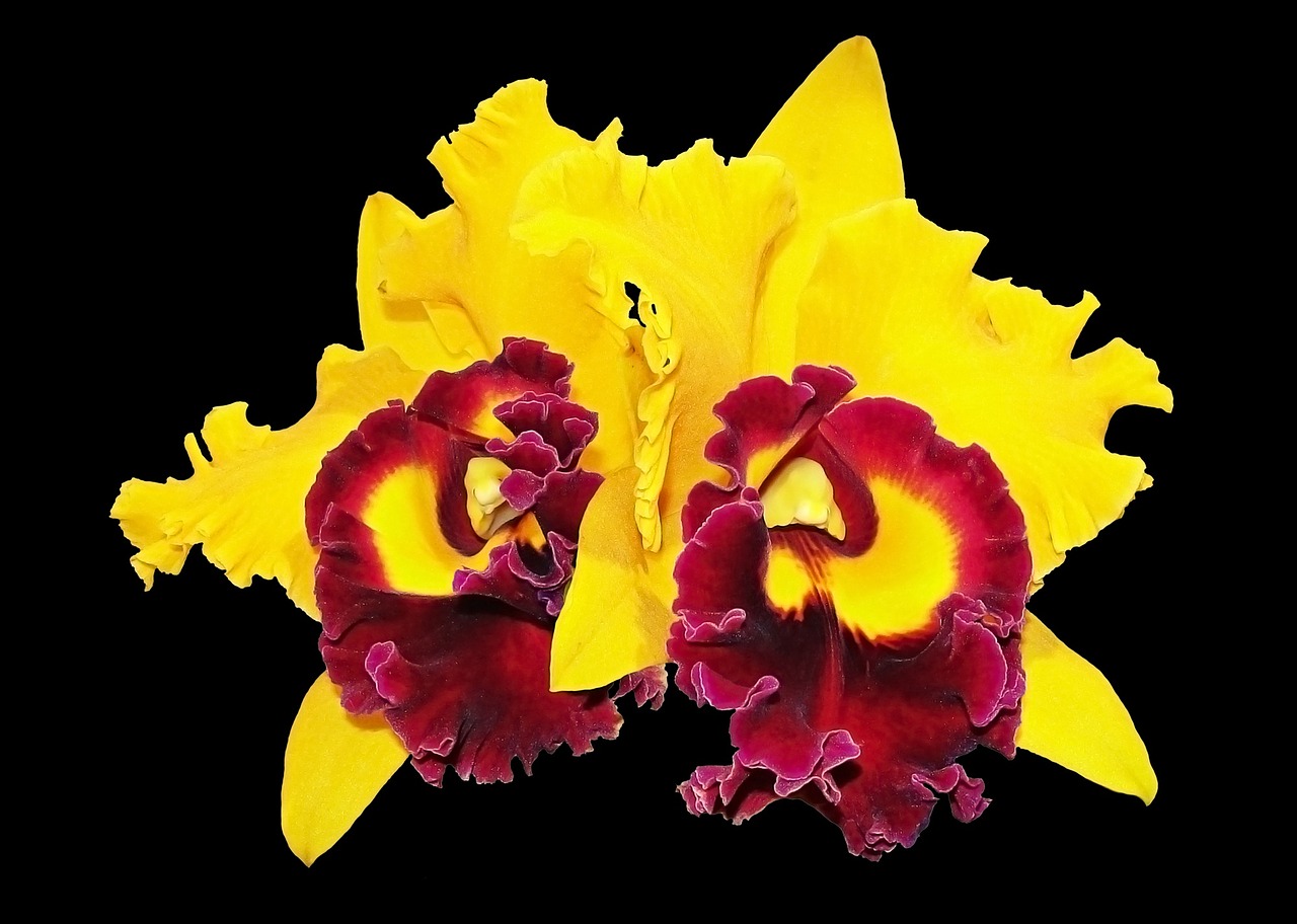 orchids flower yellow orchid free photo
