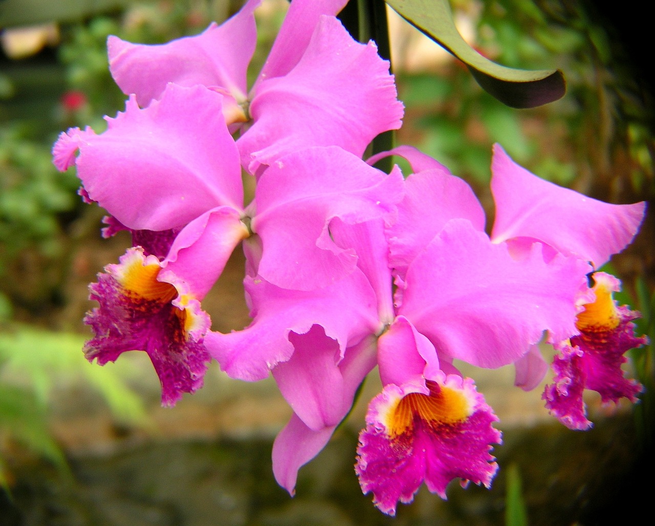 orchids purple blossom free photo