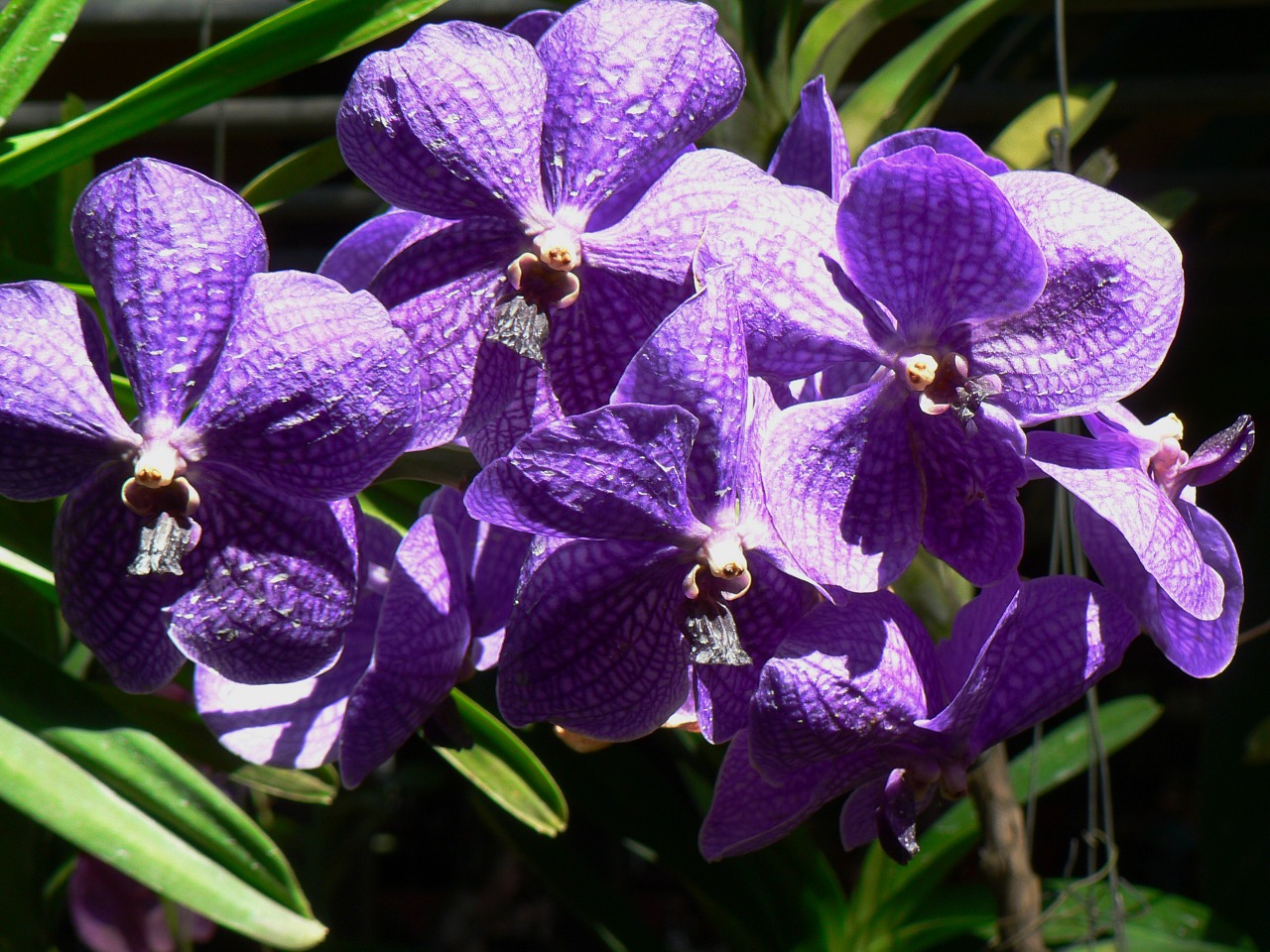 orchids violet phalaenopsis free photo