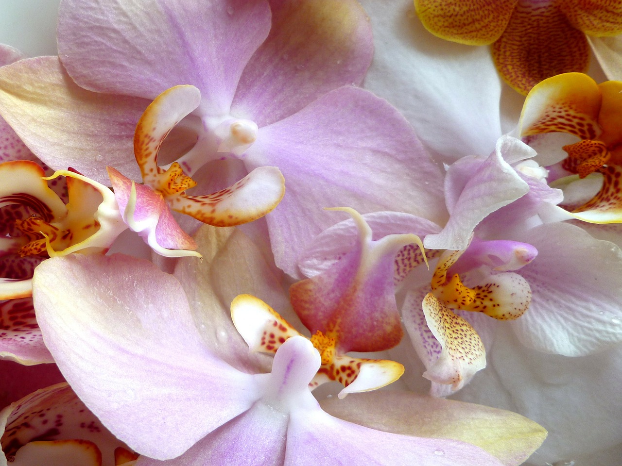 orchids phalaenopsis moth orchid free photo