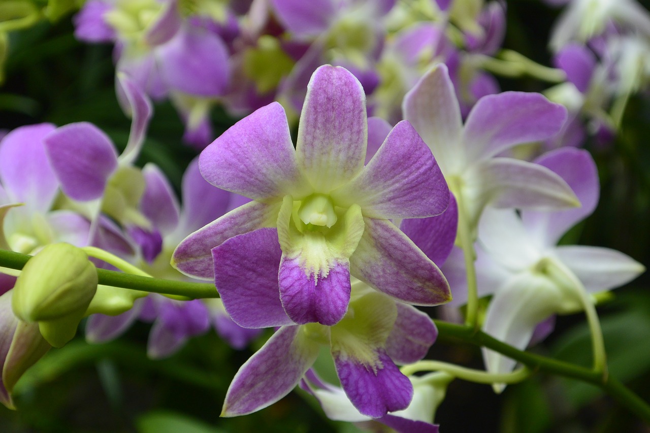 orchids singapore botanical garden free photo