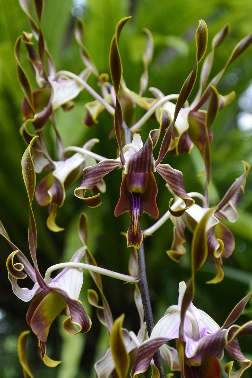 orchids singapore botanical garden free photo