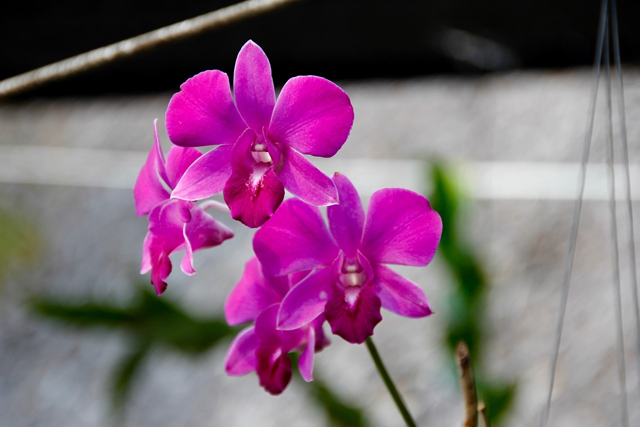 orchids blossom bloom free photo