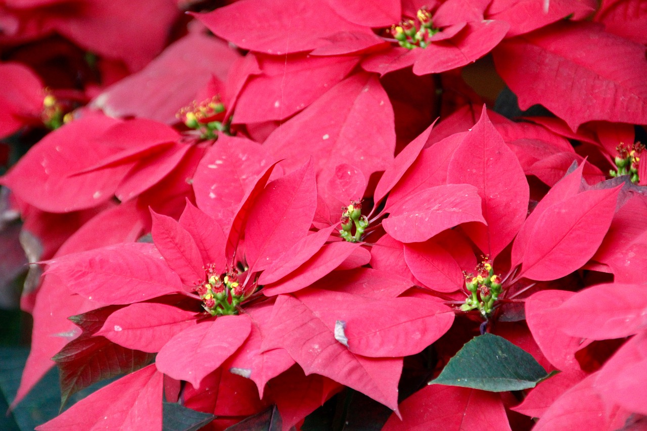 orchids poinsettia blossom free photo