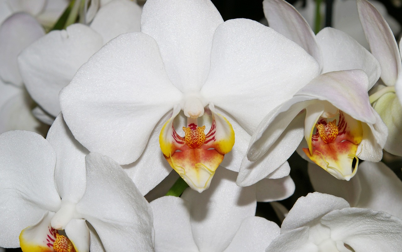 orchids white blossom free photo