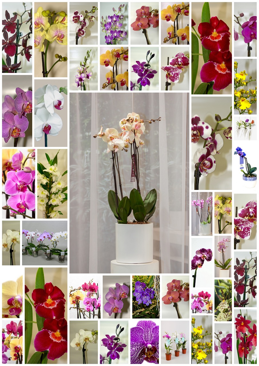 orchids flowers poster free photo