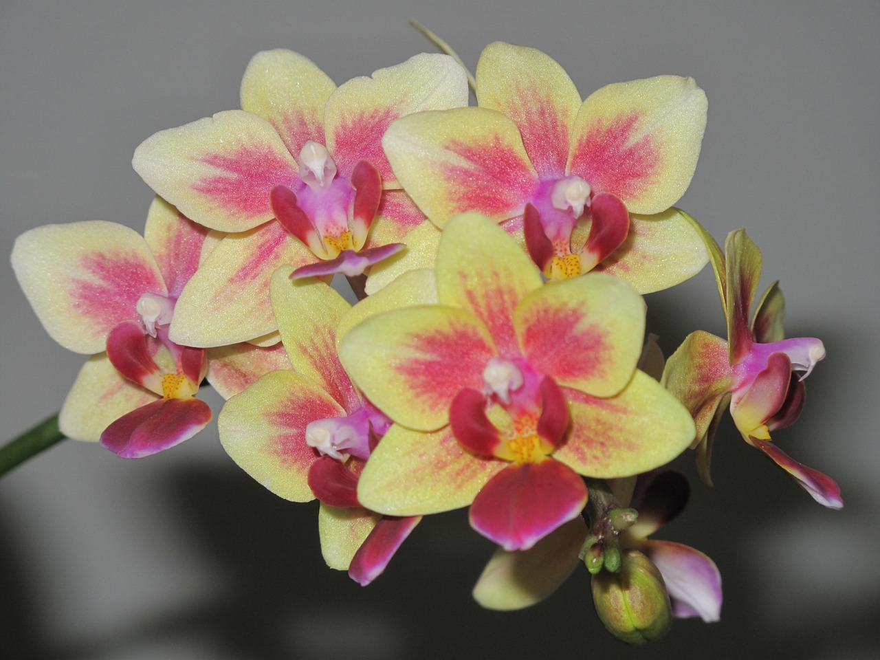 orchids flowers blooming free photo