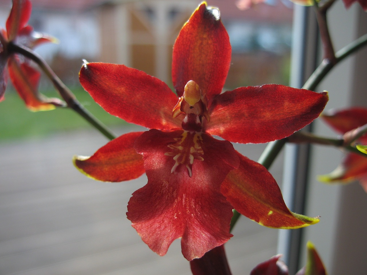 orchids red blooming free photo