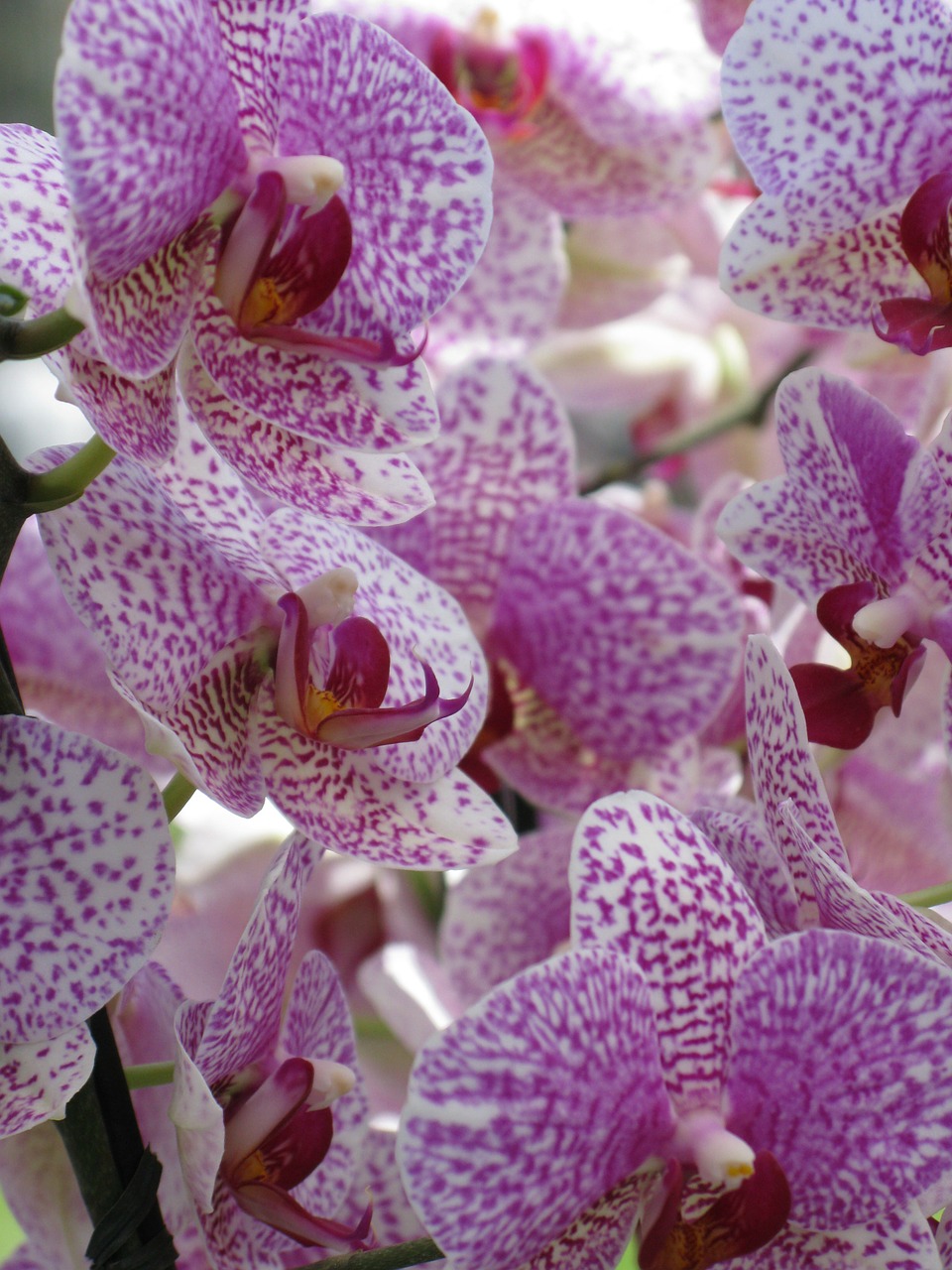 orchids flowers plant free photo
