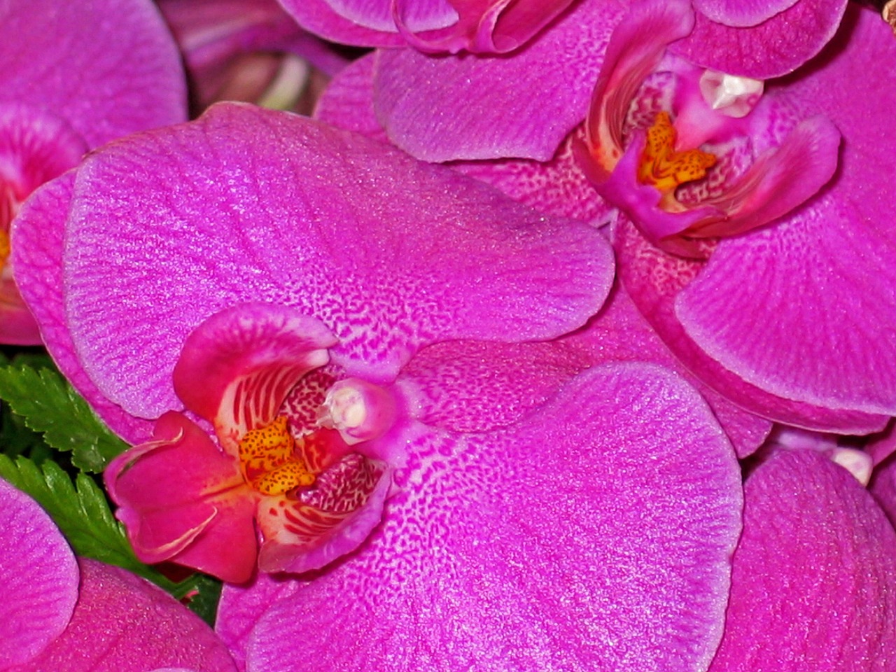 orchids flowers pink free photo