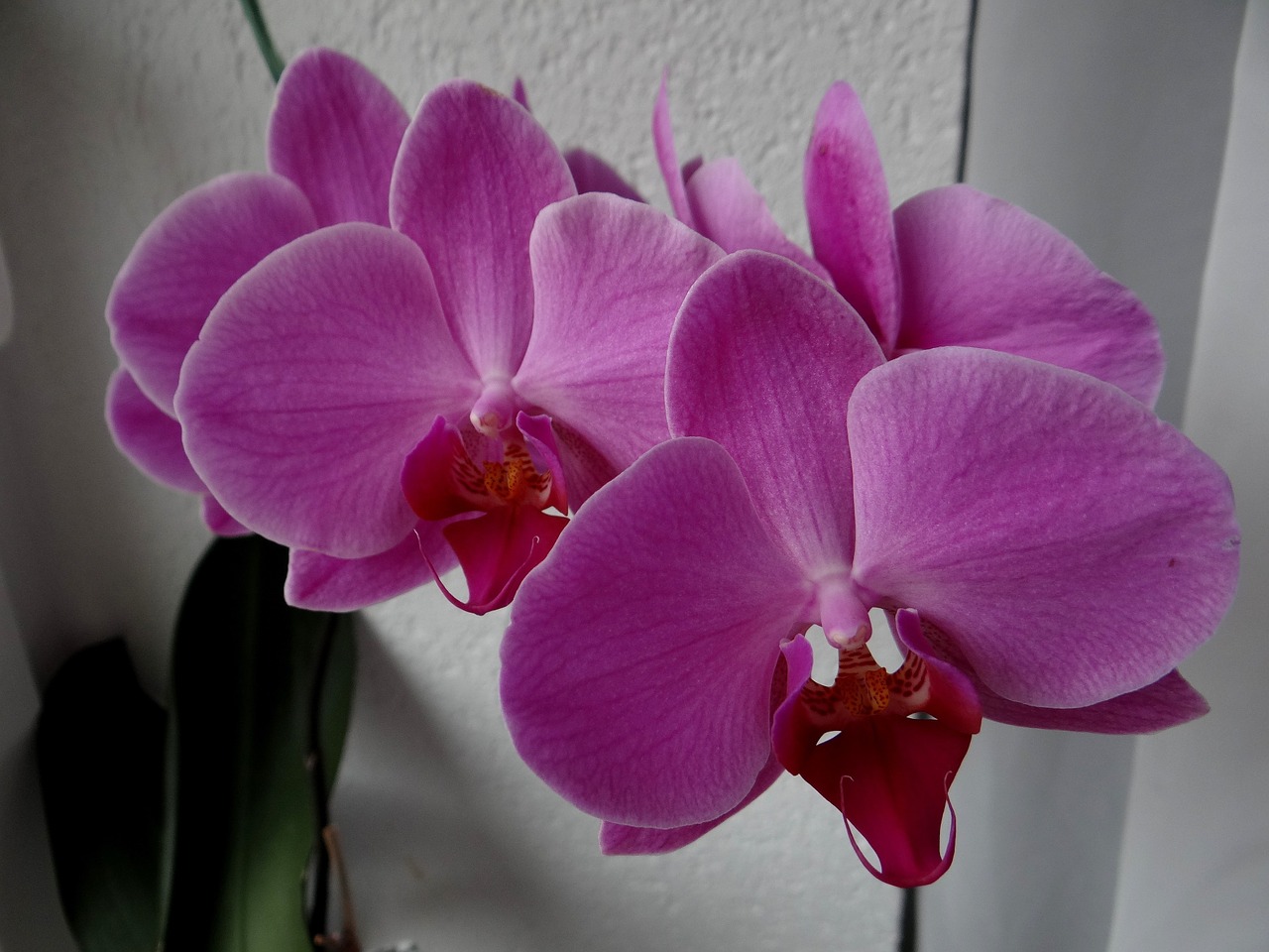 orchids flowers houseplants free photo