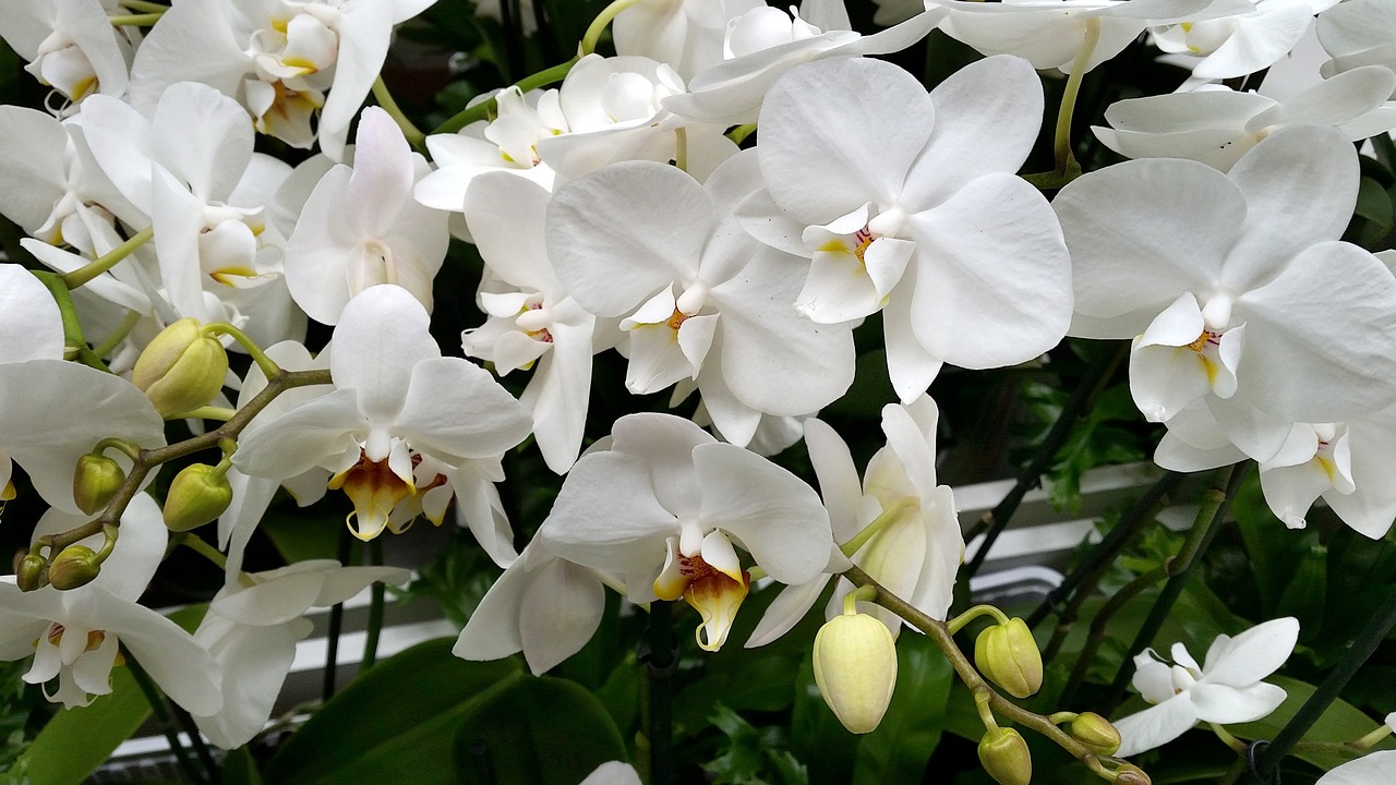 orchids flower white free photo