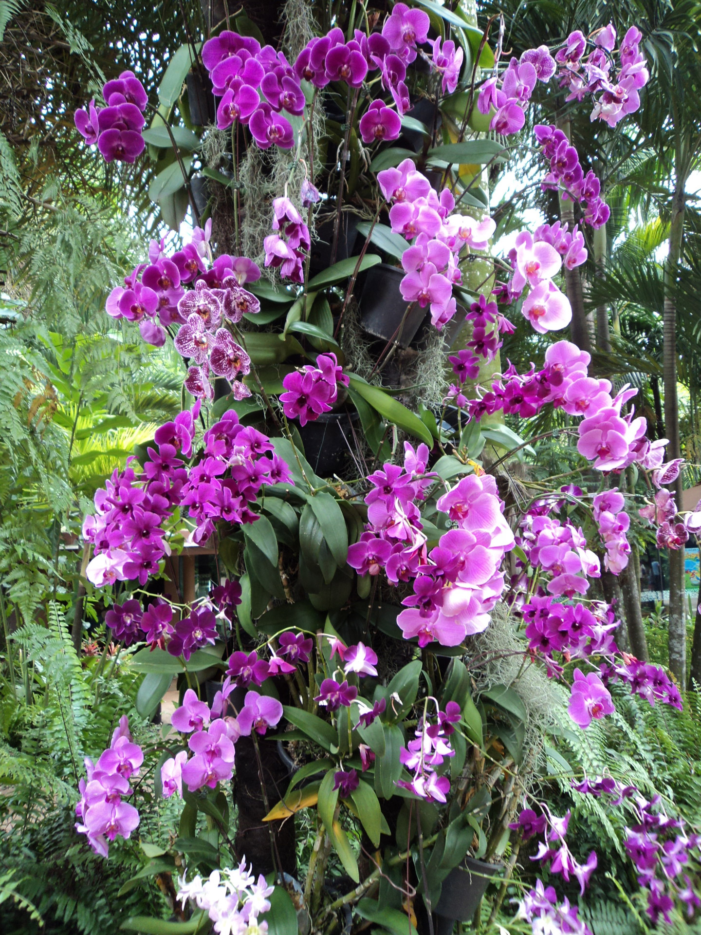 orchids violet flower free photo