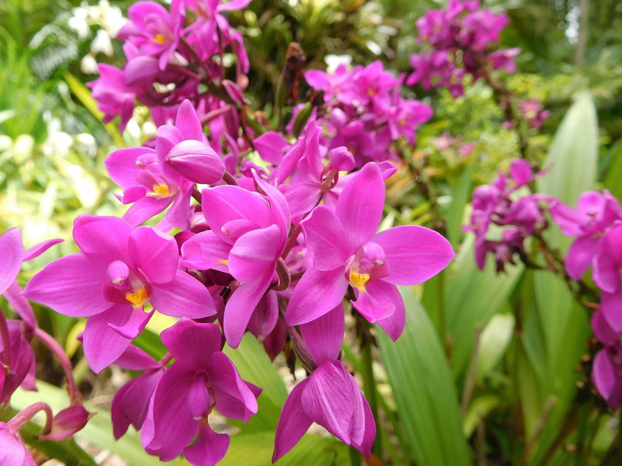 orchids flowers plants free photo