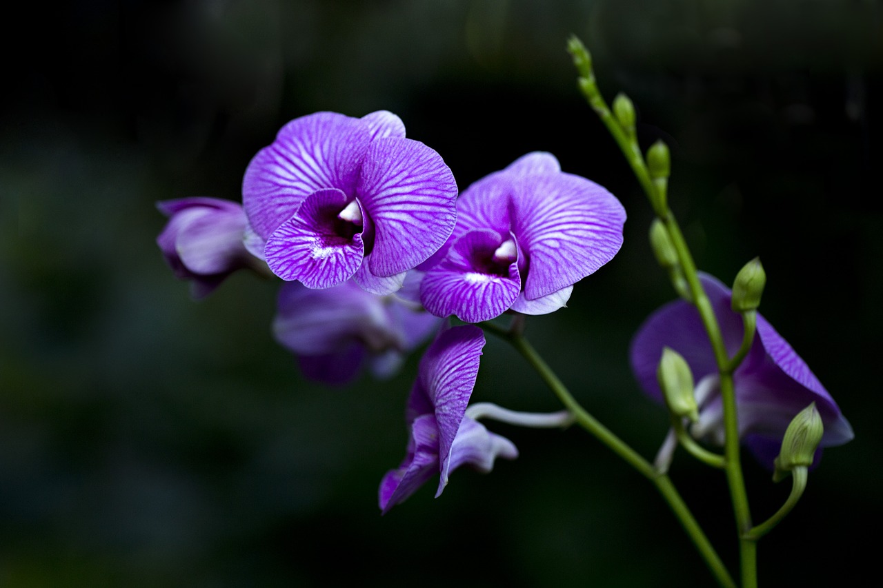 orchids flora flower free photo