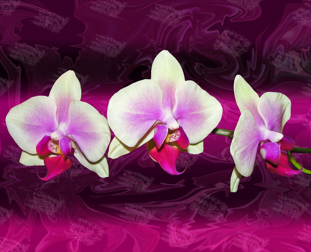 orchids texture composition free photo