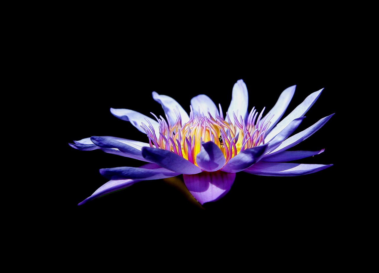 lotus water lily flower free photo