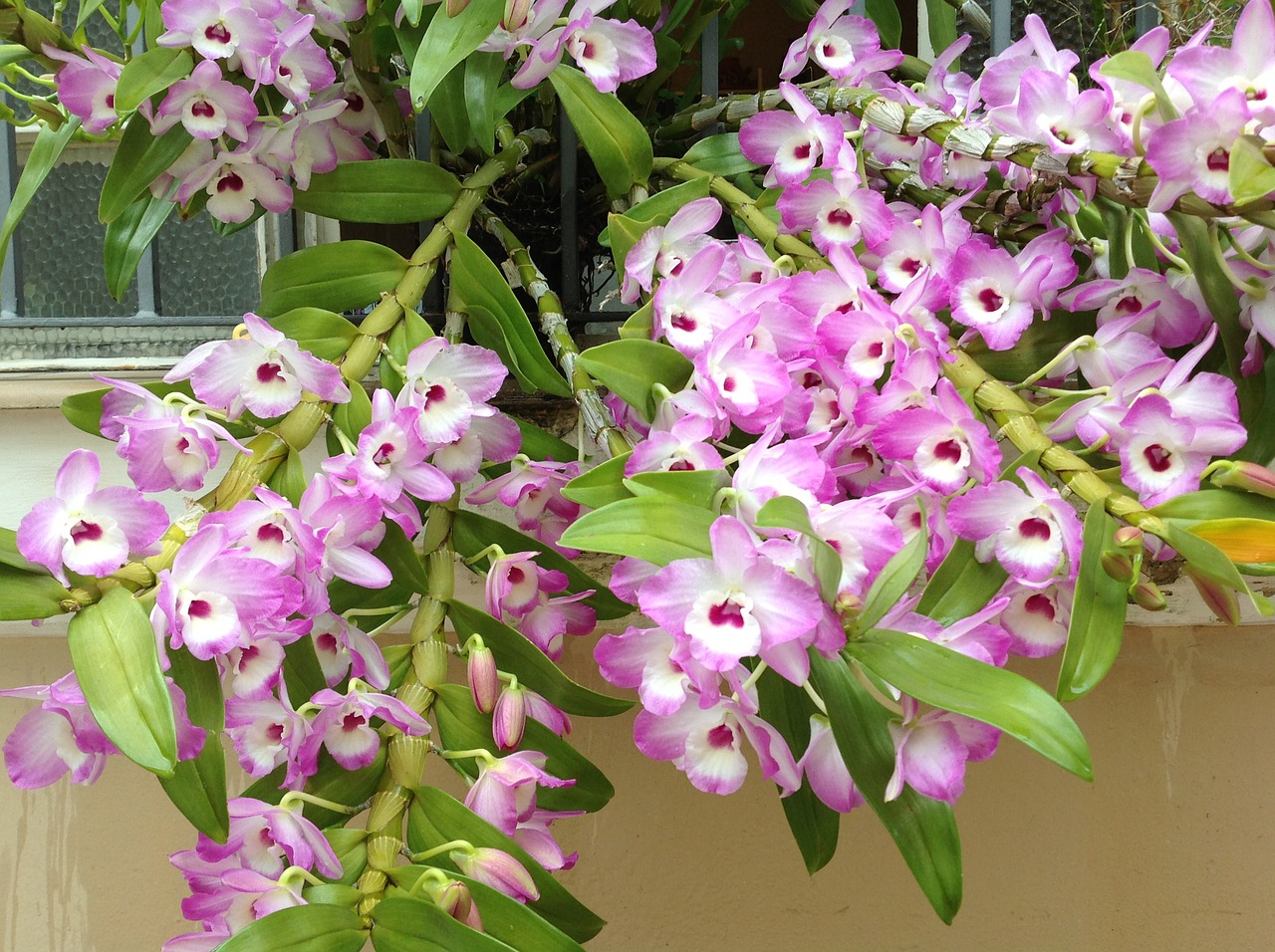 orchids divine exuberance free photo