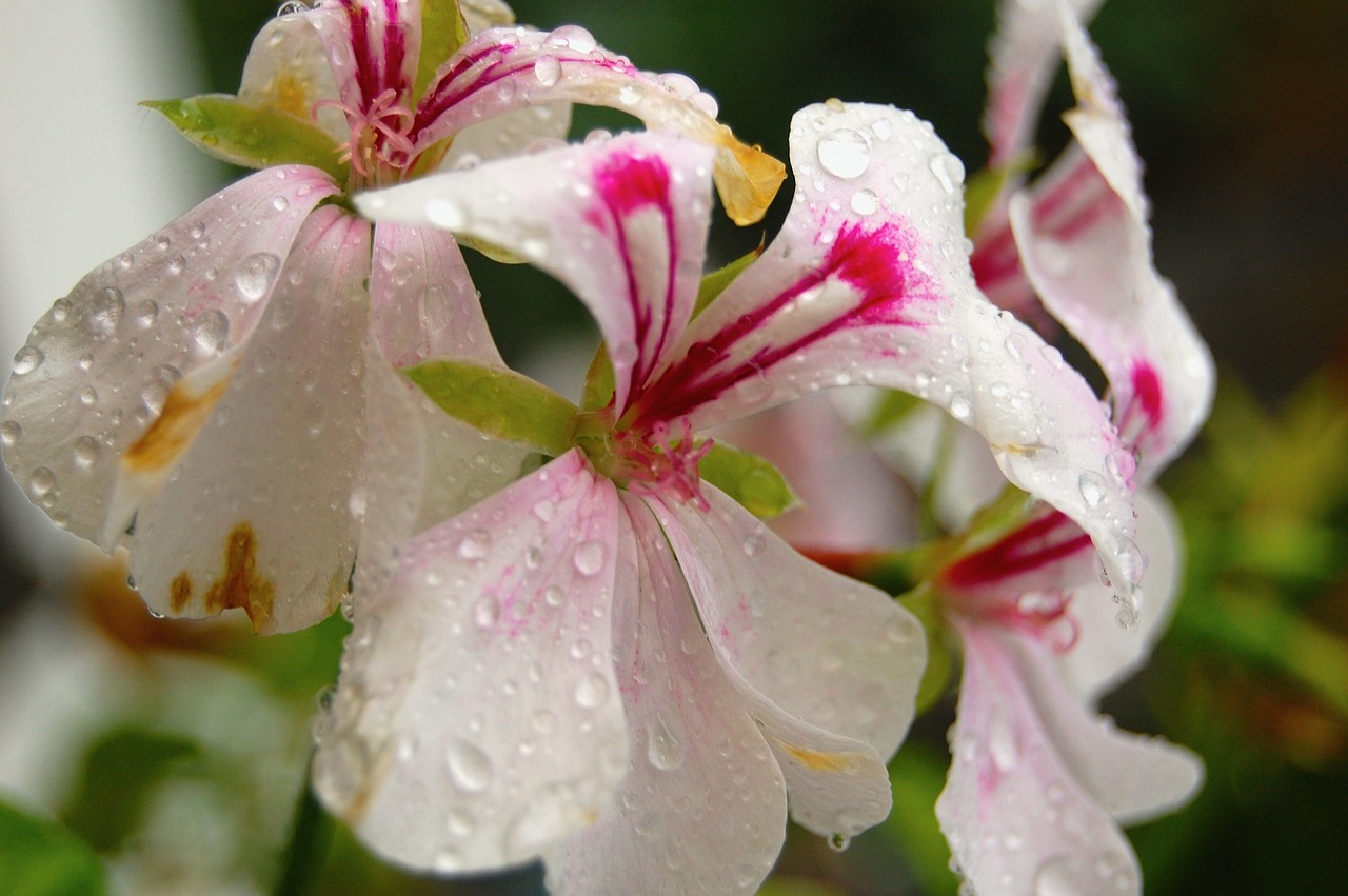 orchids rain drip free photo