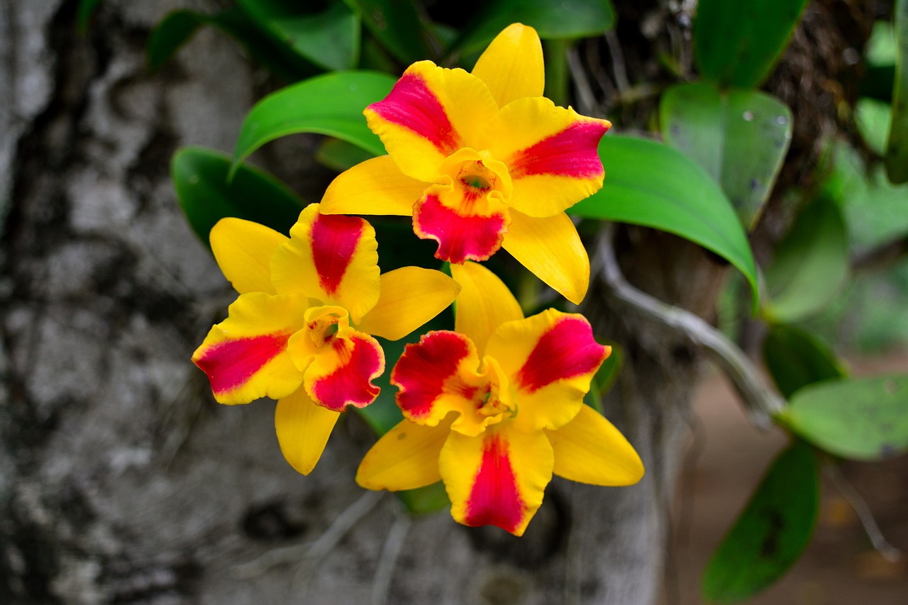 orchids yellow flowers flowers are yellow red free photo