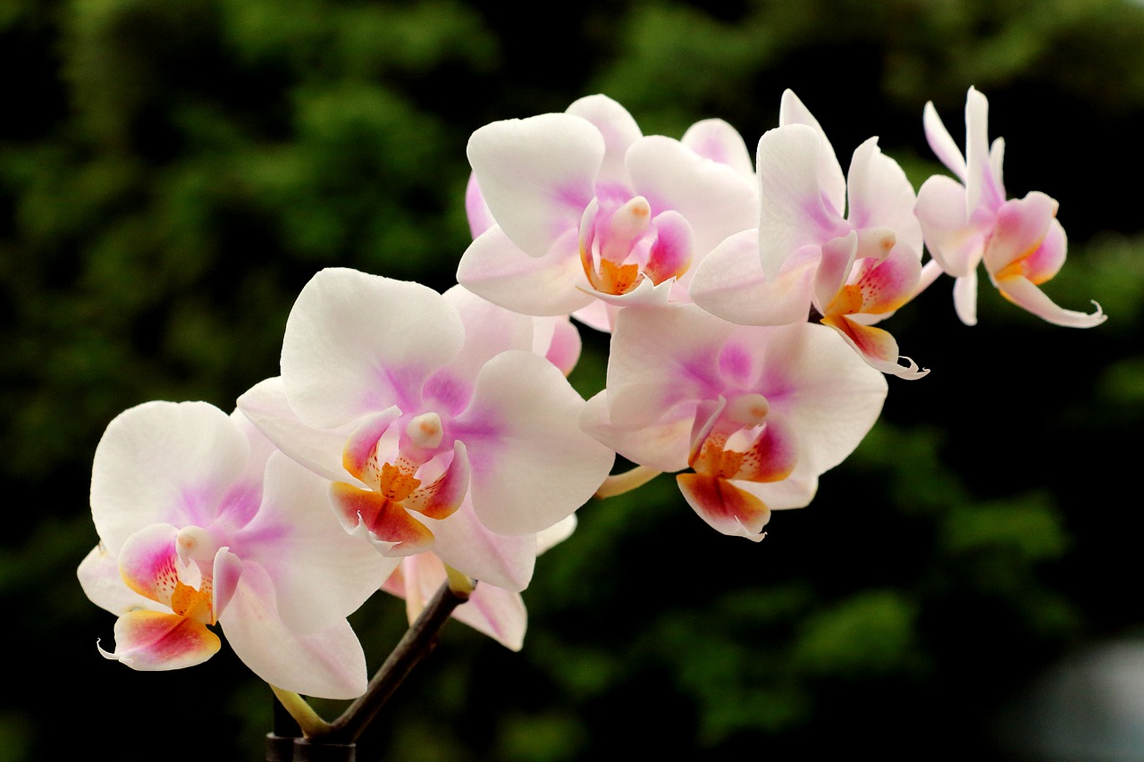 orchids blossom bloom free photo