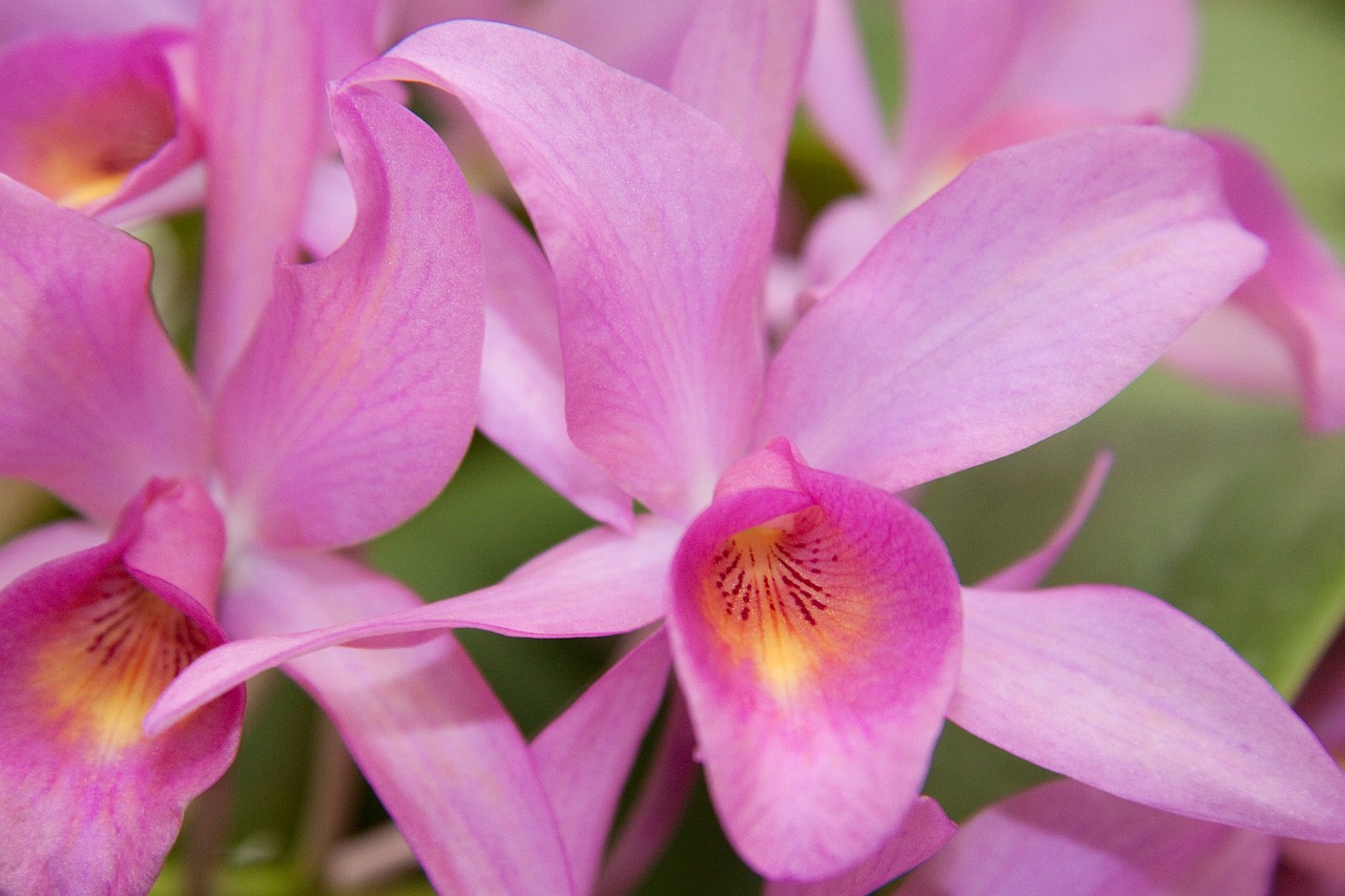 orchids pink yellow free photo