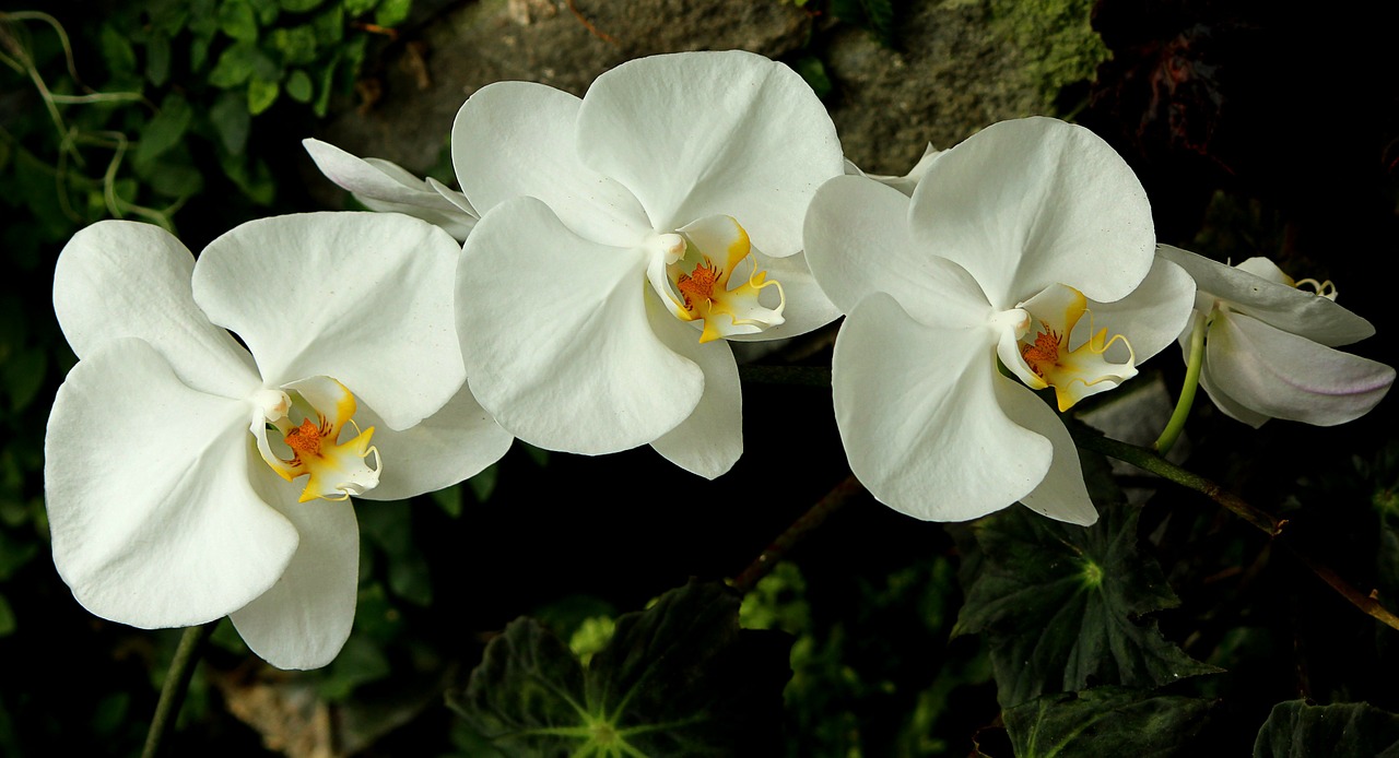orchids white blossoms free photo